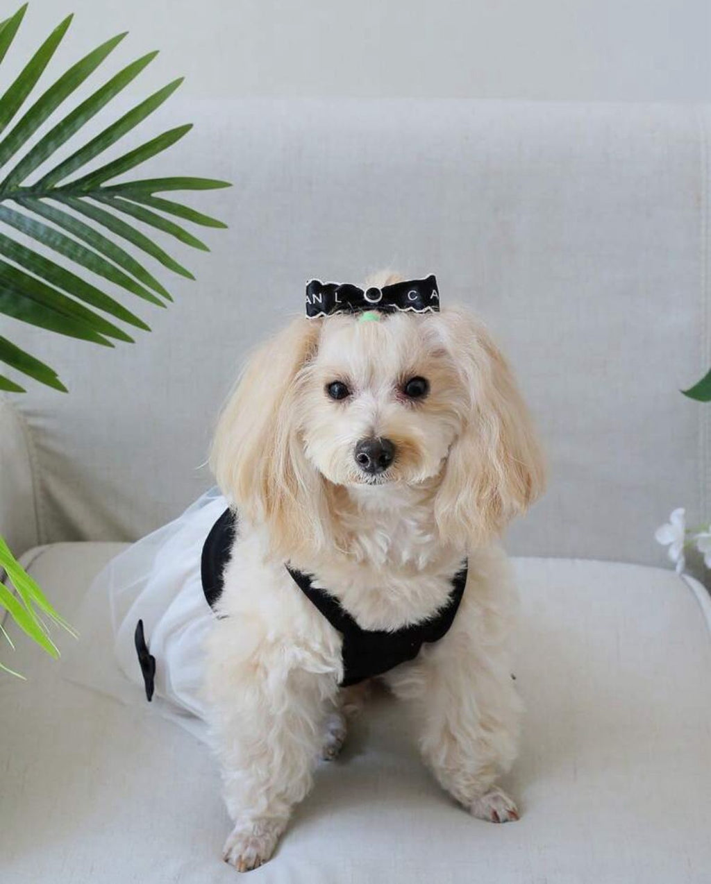 Vestido Mascota con tutu negro y blanco con lazos