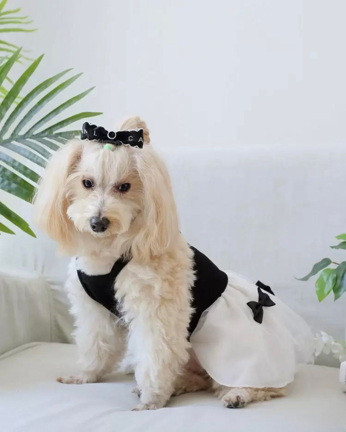 Vestido Mascota con tutu negro y blanco con lazos